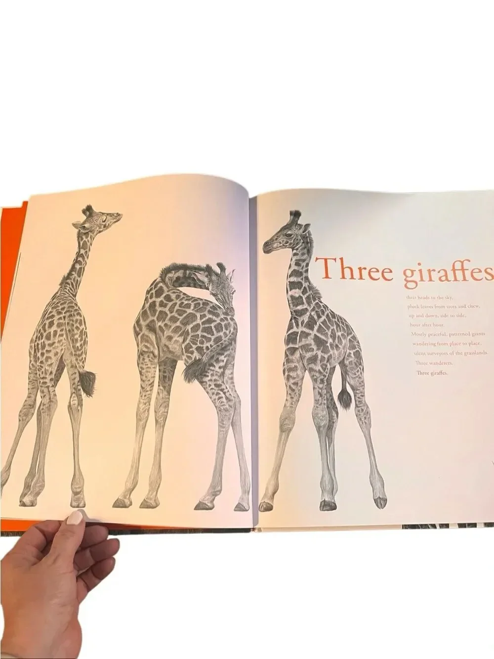 Counting Lions by Katie Cotton & Stephen Walton Hardcover Wildlife Picture Book